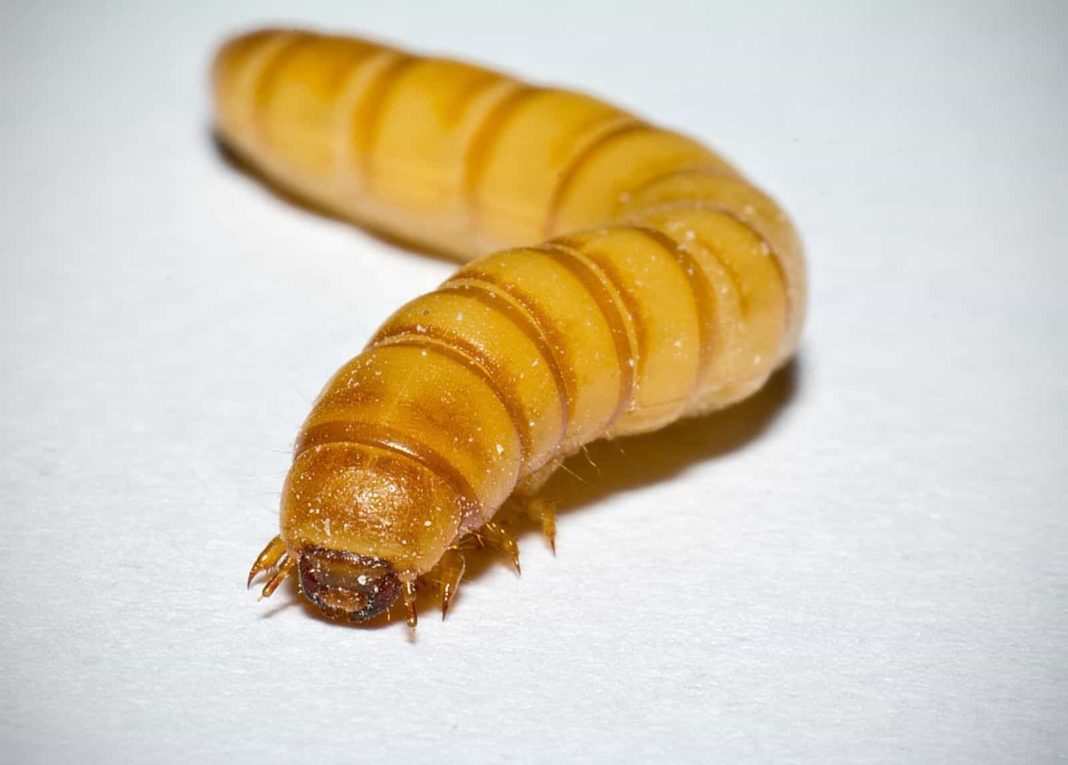 Mealworms