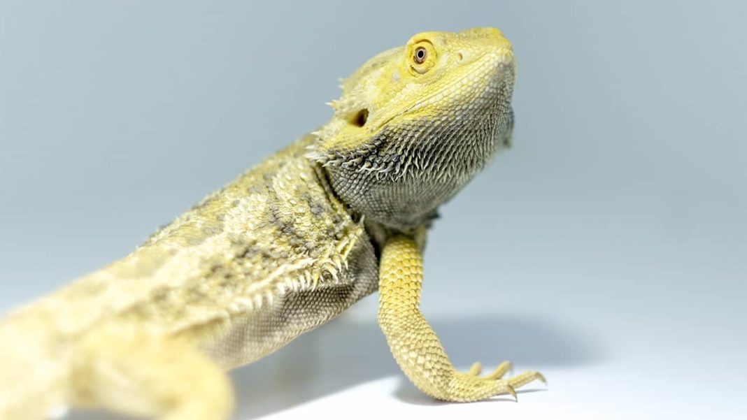 bearded Dragon